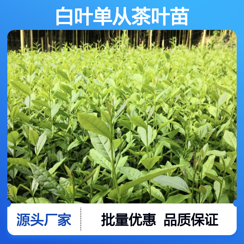 白叶单从茶叶苗 优质茶苗批发 种植专业 历史悠久