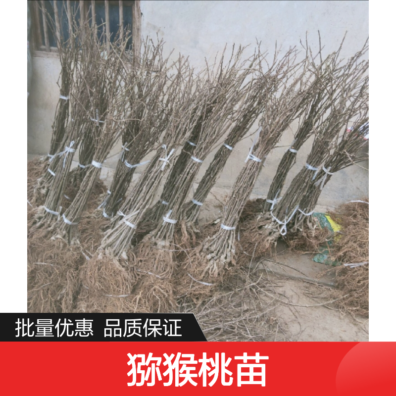 精选猕猴桃苗 种植园专供 批量优惠价 生长充实
