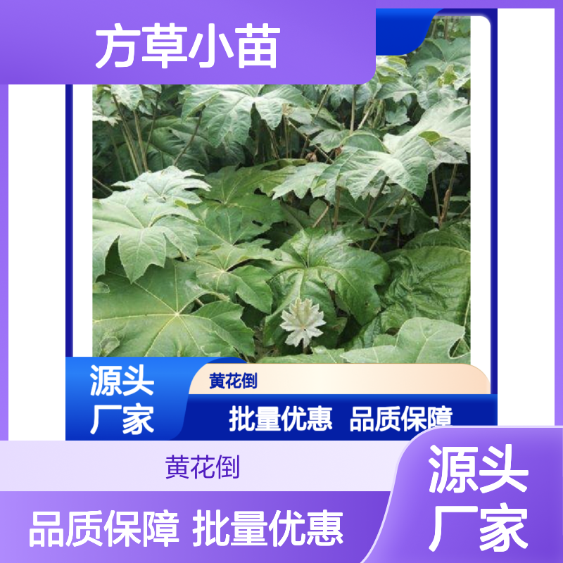 方草小苗 批发常绿灌木 通草种植 适应性强 管理简单