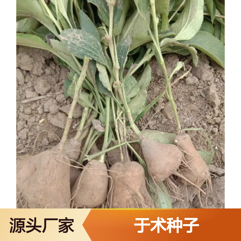 当年采收优质于术种子 基地直供技术指导 全程支持