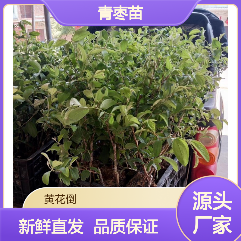当天起苗脆密大青枣苗 合作社直供 品质优良 专业培育
