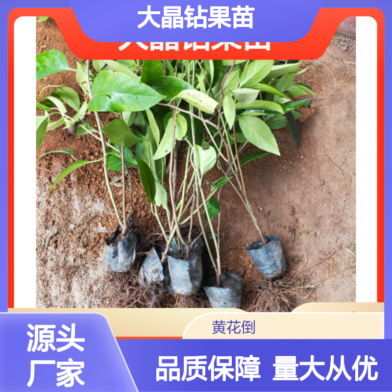 大晶钻果苗 优质批发供应 种植简单 高产稳产 口感极佳