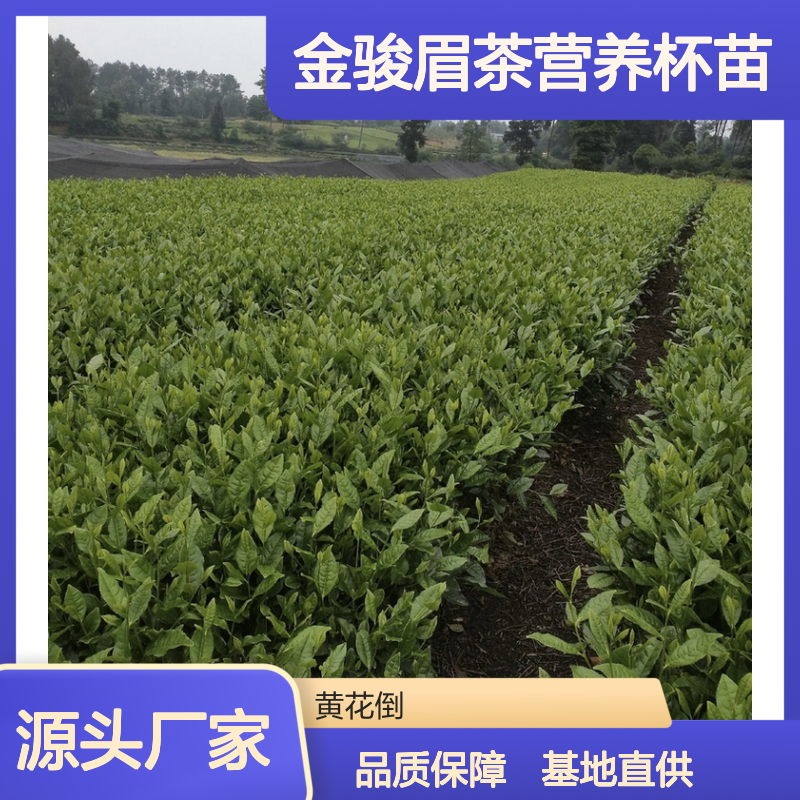 苗木合作社自营 金骏眉茶营养杯苗 品质优良 专业培育