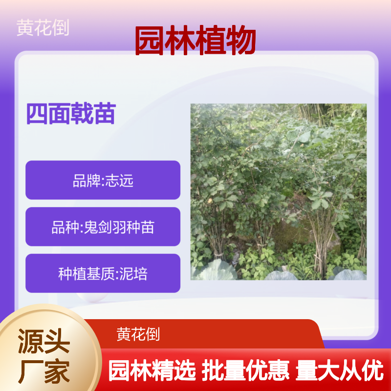 志远四面戟苗 园林绿化优选 品质保证 货源充足
