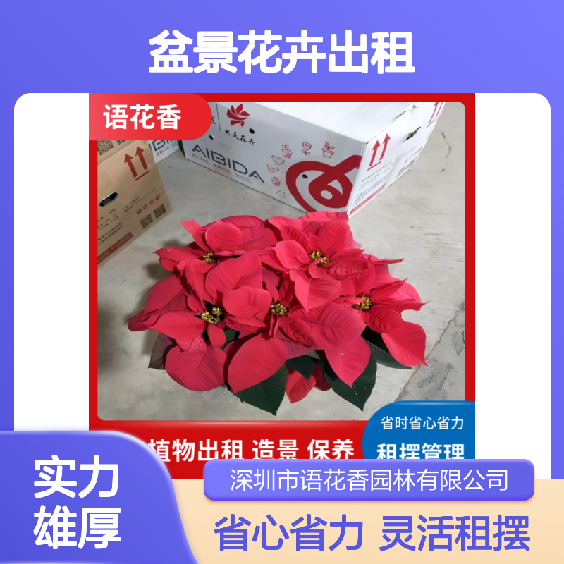 绿宝树盆栽出租 全程养护省心省力 适合办公室绿化造景