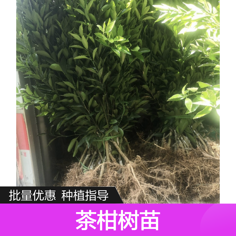 茶柑树苗批发 种植基地直供 自然开心树型 通风透光