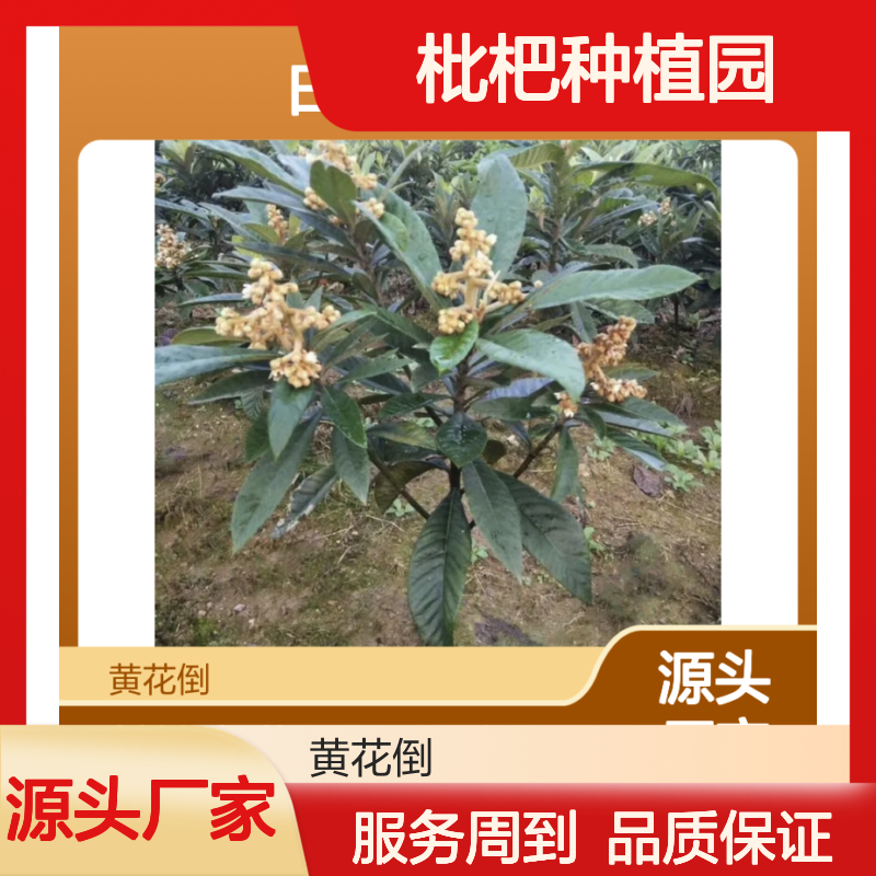 白玉枇杷苗 果园直供常绿小乔木 树形高大 枝叶茂盛