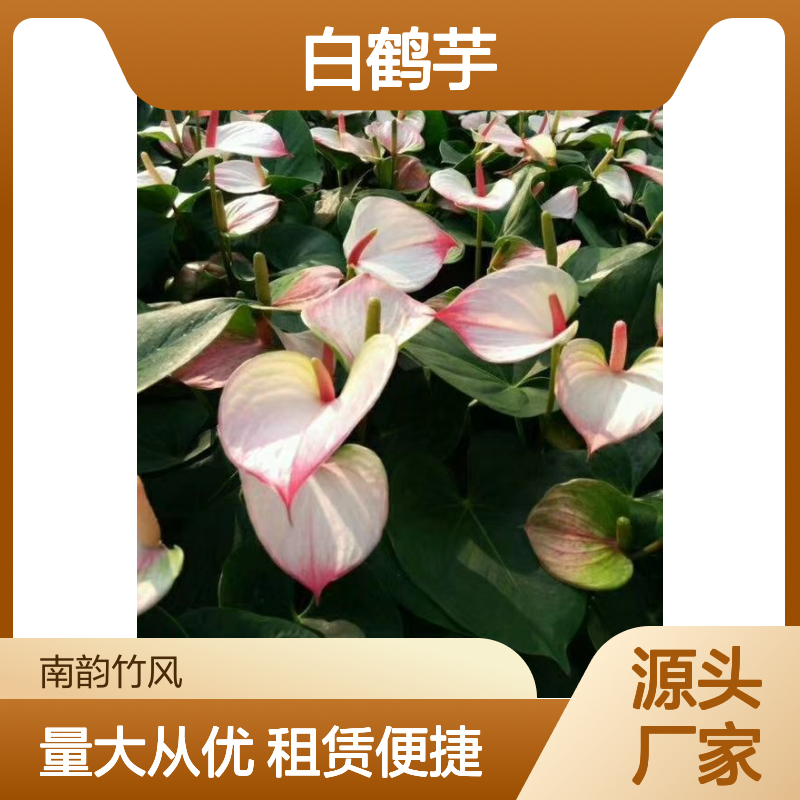 白掌基地批发 白鹤芋盆栽台面小绿植租赁服务 满一年送一个月