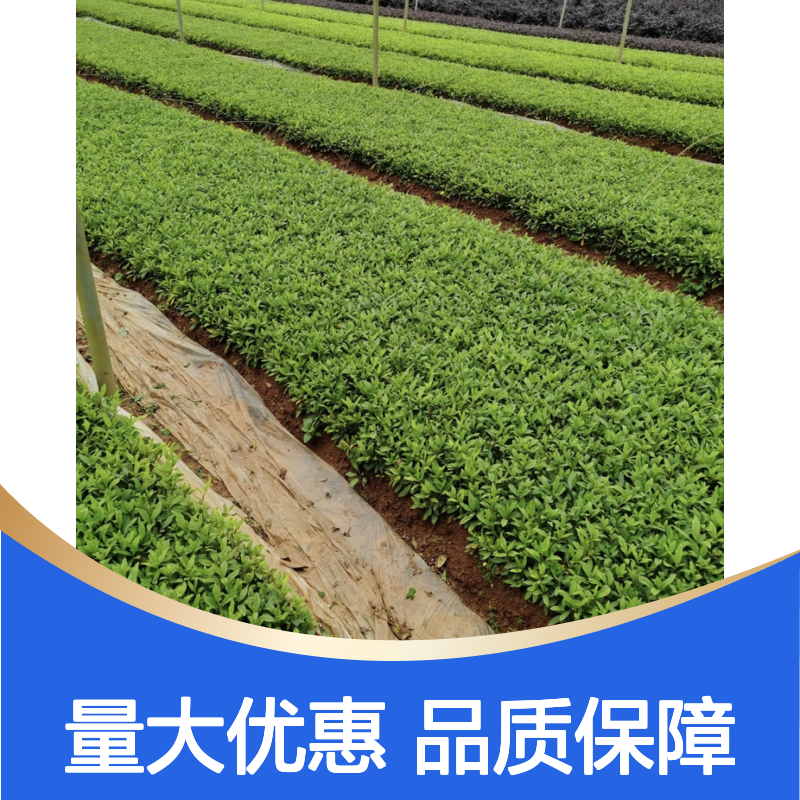 毛杜鹃床苗 锦绣杜鹃半常绿灌木 花冠美丽 布置灵活