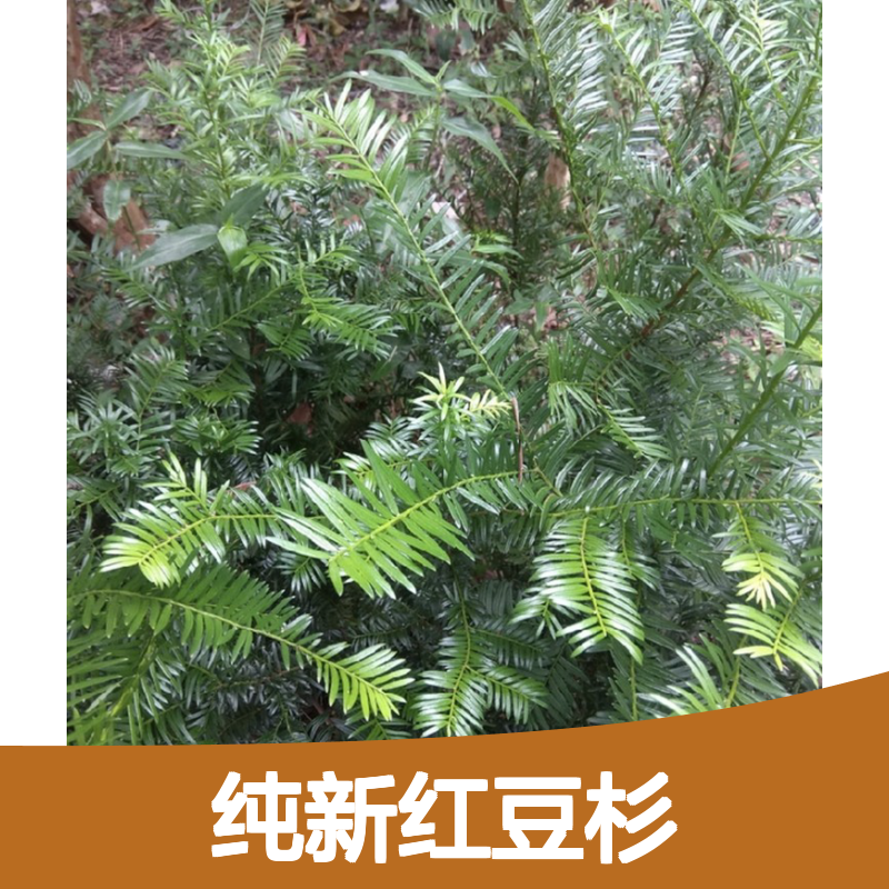 红豆杉种子 新鲜采摘 种植指南 现货充足 生长迅速