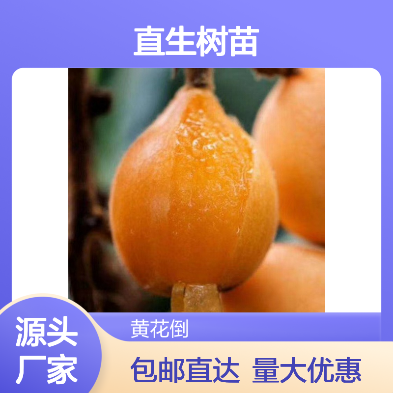 产地批发早钟枇杷直生树苗 购买数量达到要求 全国专线车直达送货