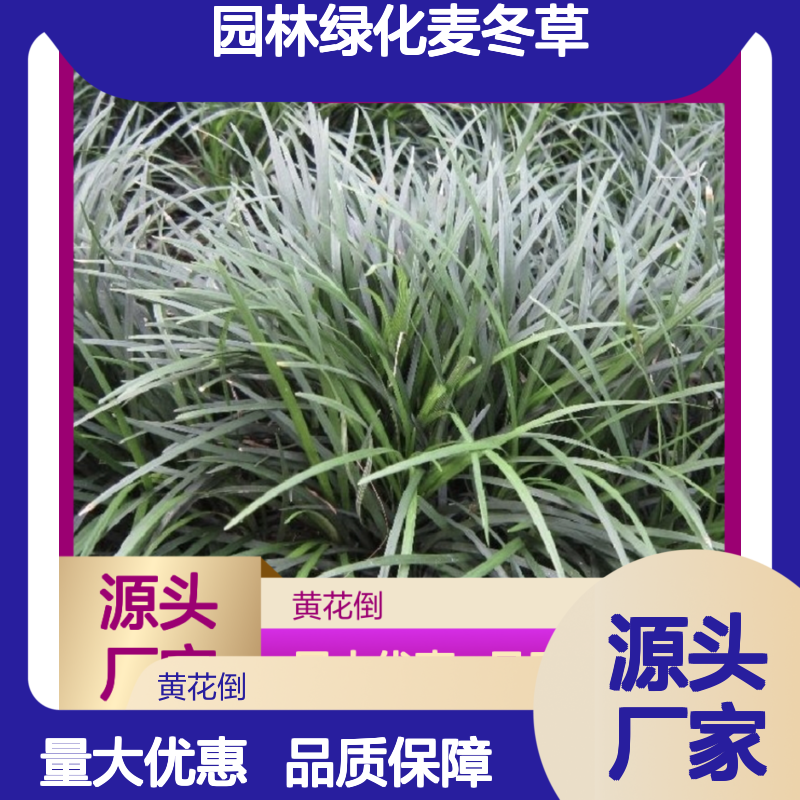 麦冬草大量供应 园林绿化优选品种 实力雄厚 技术成熟
