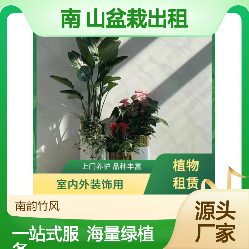 公司植物盆栽南 山盆栽出租 花卉绿植租赁服务 满一年送一个月
