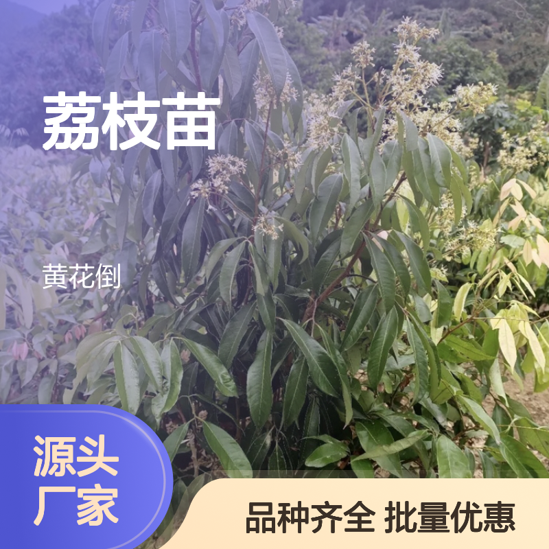 荔枝种植主产区 优质荔枝苗批发 基地直供 技术支持