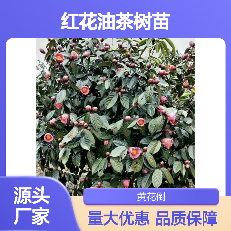 大果红花油茶树苗 批发基地直供 产量丰富 种植简单