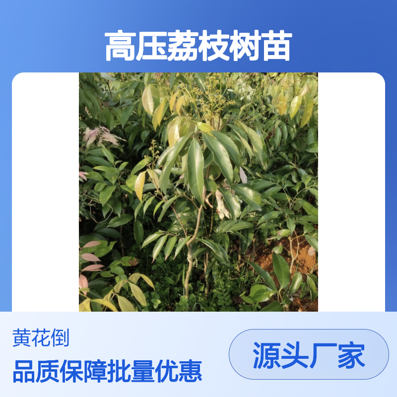 高压荔枝树苗 实地种植区直供 果香浓郁 适应性强