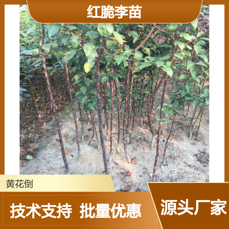 红脆李苗 批发供应 园艺优选 成活率高 繁育多样