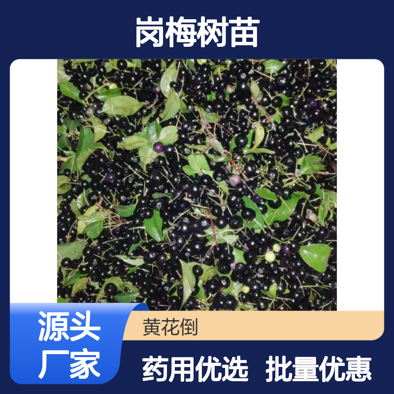 岗梅树苗 百亩种植 品质保证 药用价值 广泛分布