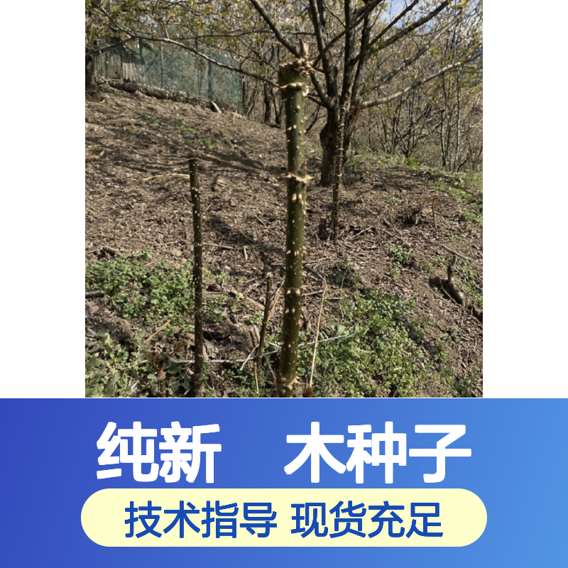 纯新楤木种子 组织培养繁殖技术 广泛分布 强身健体