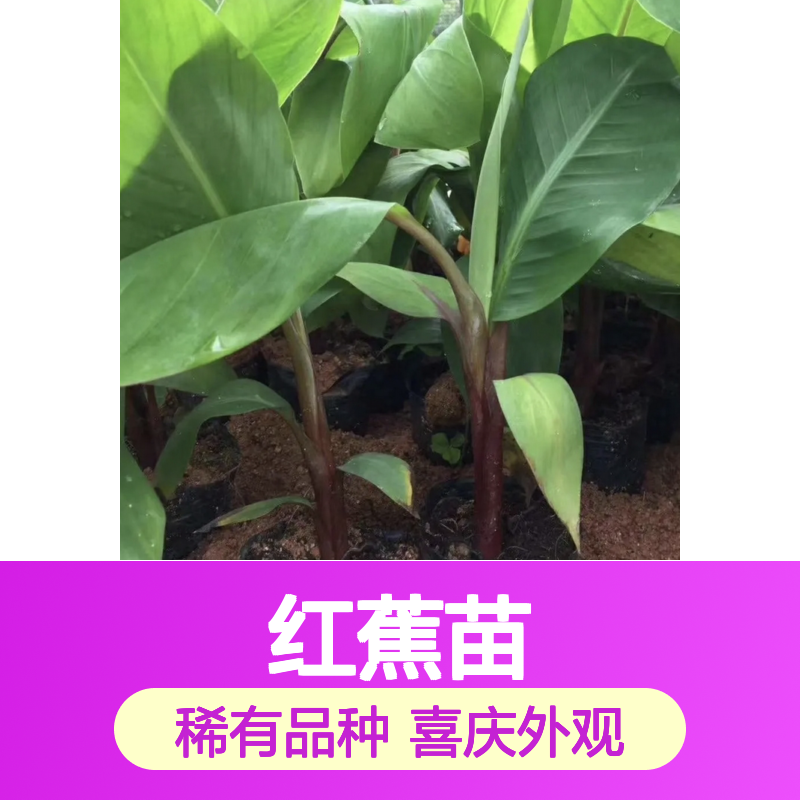 特产红蕉苗 批发零售 肉质细腻 耐储存强 味清香甜