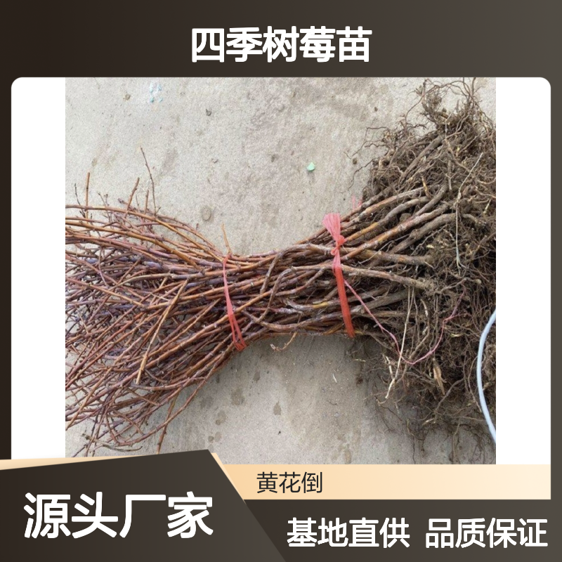 四季树莓苗 基地直供 波兰黄莓品种 管理简单 丰产稳产