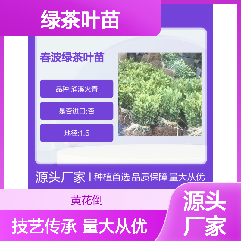 涌溪火青春波绿茶叶苗 源头直供 技艺传承 生长迅速