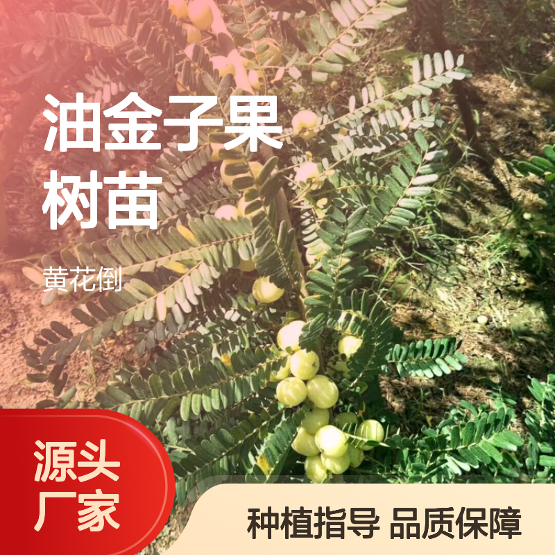 油金子果树苗 批发实生繁殖 抗逆性强 管理简单