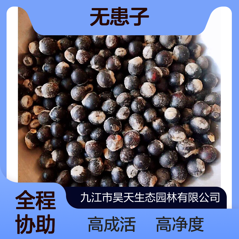 昊天园林 无患子种子 98%净度 90%成活率 露地造林落叶观叶佳品
