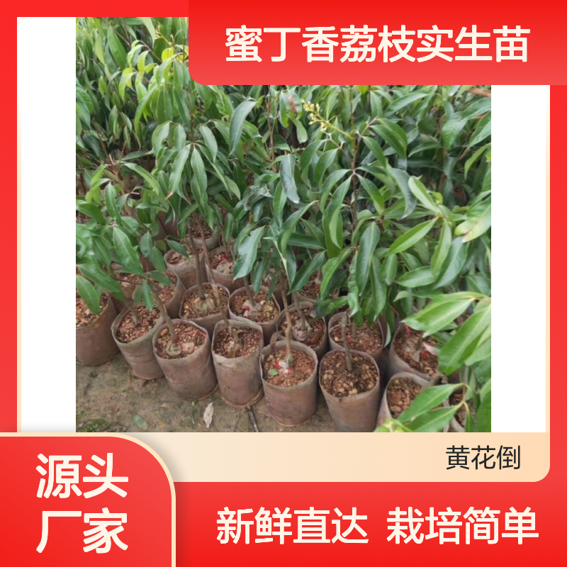 蜜丁香荔枝实生苗 全国专线直达送货 品质优良