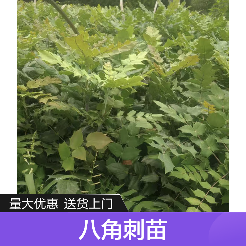 八角刺苗 实生苗培育4-5年开花结果 易于养护 快速繁殖