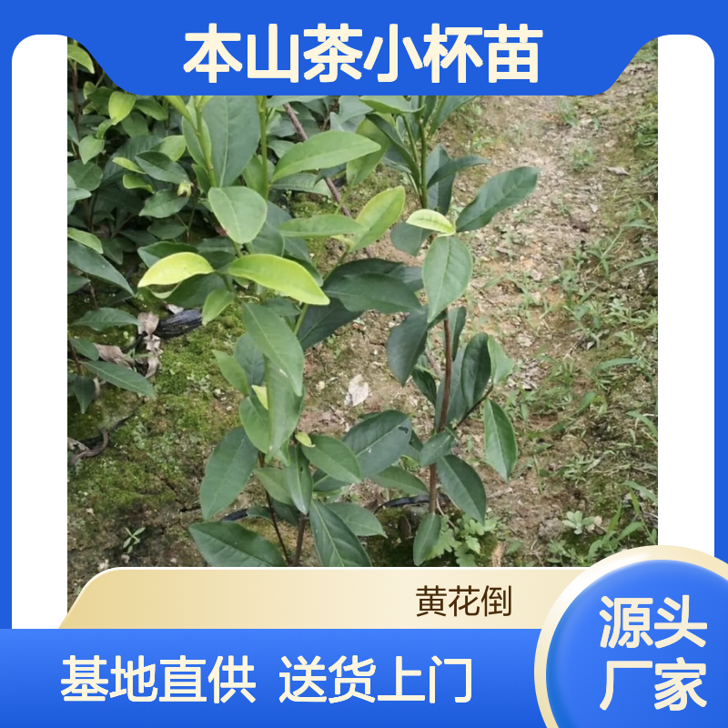 基地直供本山茶小杯苗 购买数量达到要求全国专线车直达送货