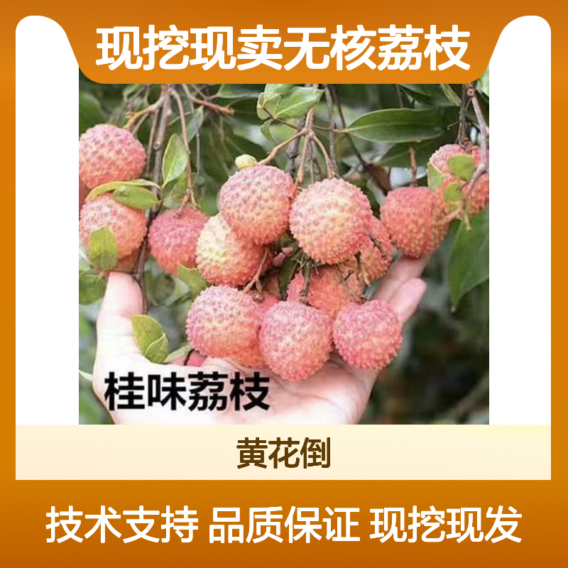 现挖现卖无核荔枝实生苗 基地直发包教种植管理技术 品质纯正可票