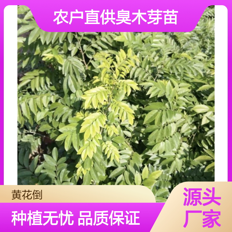 臭木芽苗农户直供 附带管理种植技术 香气清幽