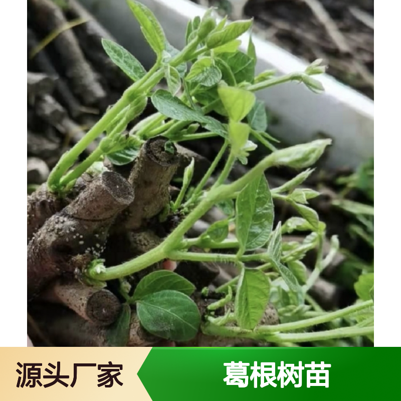 葛根树苗 粗壮藤本 块根粗厚 植物园林优选 生长迅速