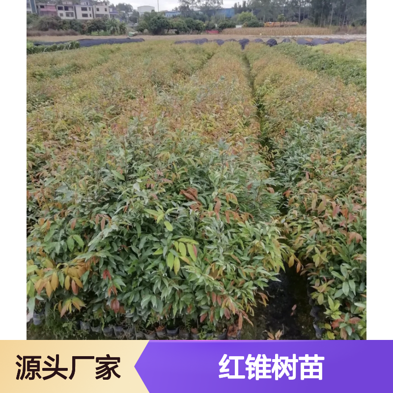 红锥树苗 园林种植优选 批发供应 生长迅速 耐腐易加