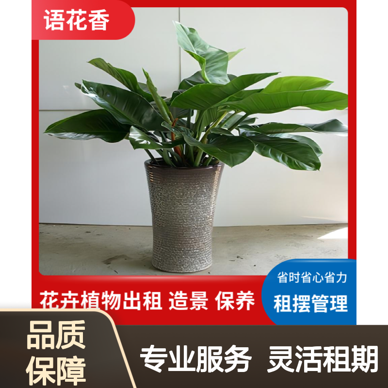 会场植物租赁服务 小型盆栽绿植出租 迷你盆景上门养护 省时省心