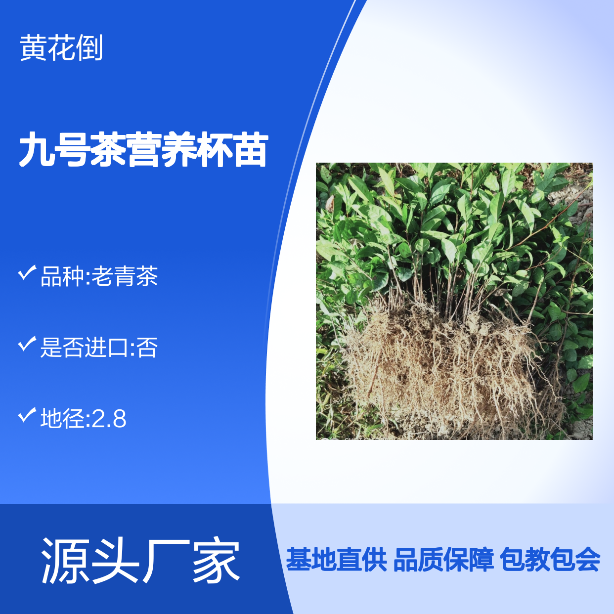 福选九号茶营养杯苗 基地直发品质纯正 包教技术