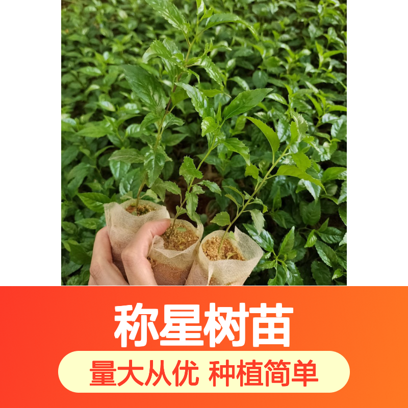 称星树苗 山坡灌丛优选 批发供应 生长旺盛 易于养护