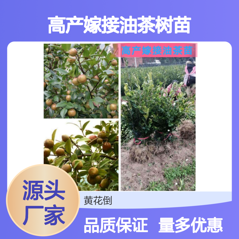 高产嫁接油茶树苗 果大皮薄收益高 营养丰富 清香解燥