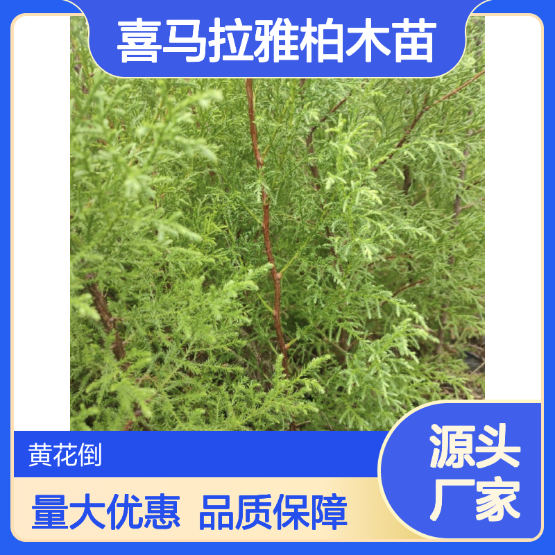 喜马拉雅柏木苗 园林绿化优良树种 生长迅速 耐寒耐旱