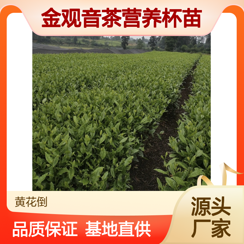 基地批发金观音茶营养杯苗 全程技术指导十几年苗木培育经验
