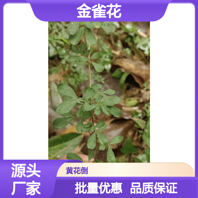 金雀花种苗 百亩种植园直供 园林常绿灌木 生长旺盛