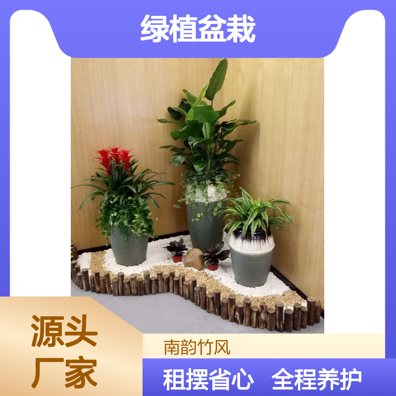 绿植盆栽租赁服务 西 乡商场办公室植物租摆 全程养护