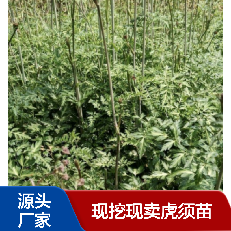 现挖现卖虎须苗 园林优选免费技术支持 生长迅速