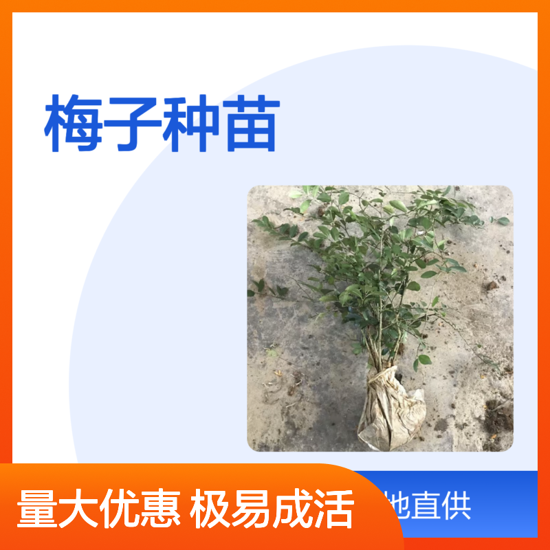 野梅子种苗 顽强生长 基地直供 极易成活 管理简单