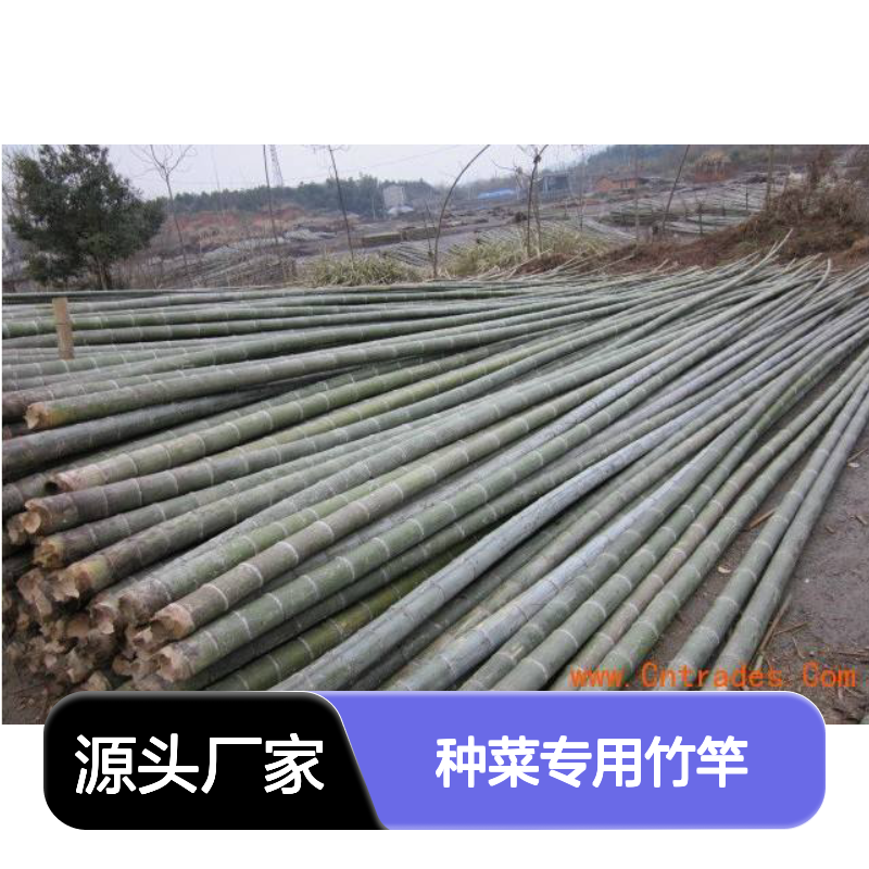 毛竹竹竿批发 菜园支撑 建筑用竹 多规格可选 源头把控