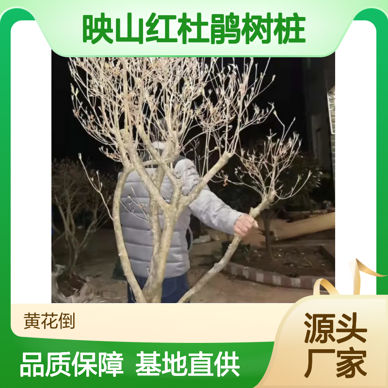 映山红杜鹃树桩 基地直供批发 品种繁多 易于栽培