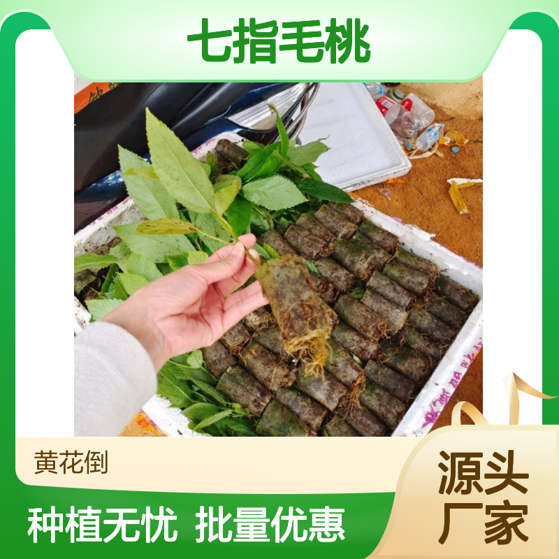 七指毛桃种苗 种植主产区直供 批发优选 生长迅速