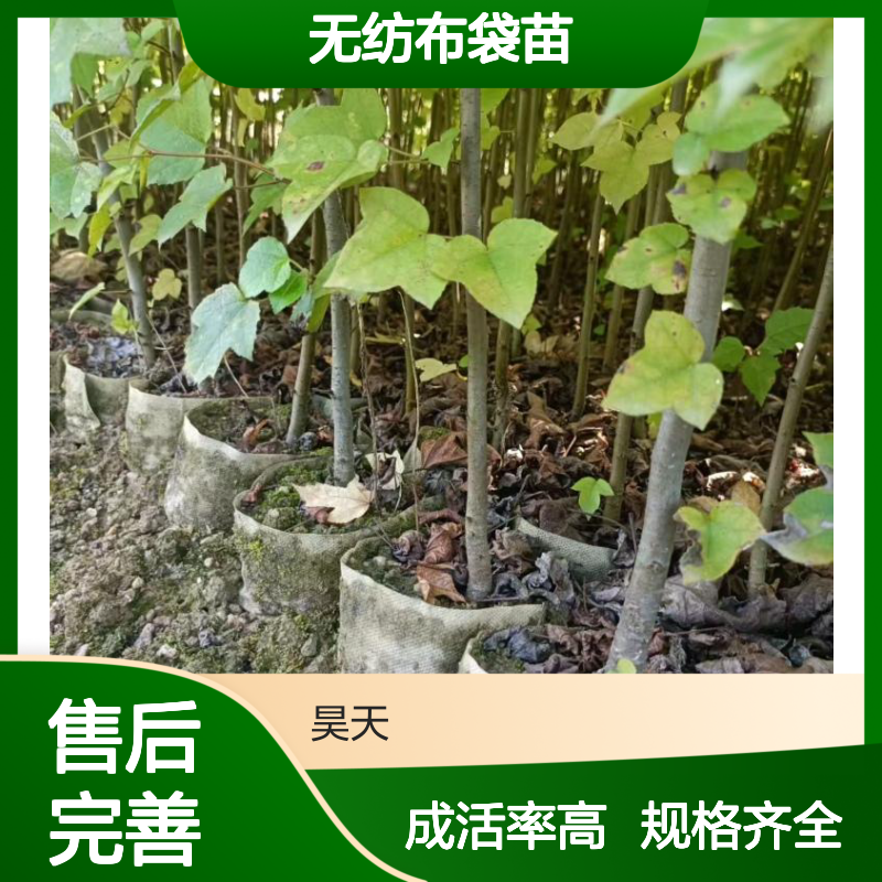1-3年枫香小苗 H80-200CM无纺布袋苗 口径12公分