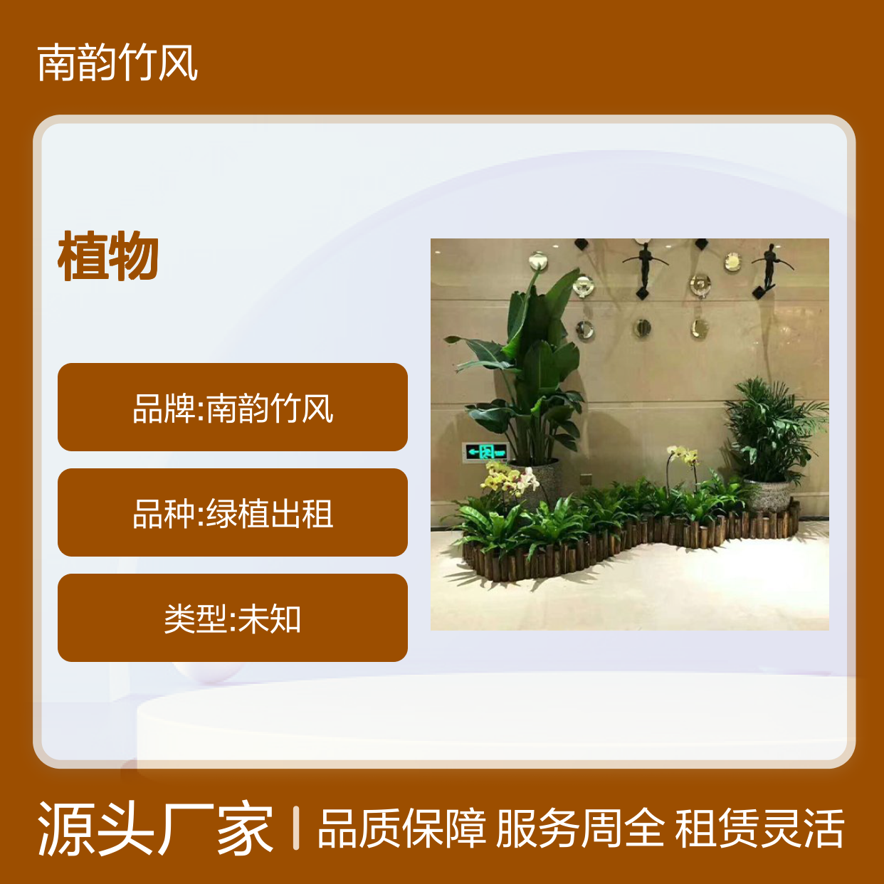 南韵竹风植物租赁服务,长期短期均可 品种多样
